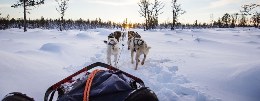 Dog-Sled-Finland