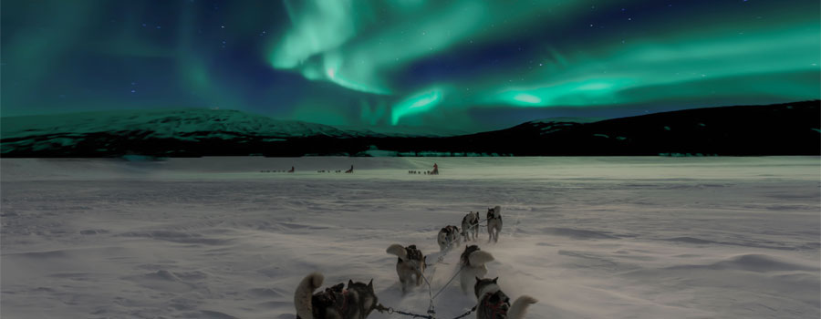 Dog-Sleigh-Norway