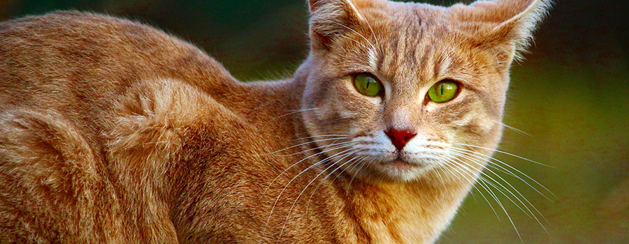 Cat-Museum-Šiauliai-Baltic Tours