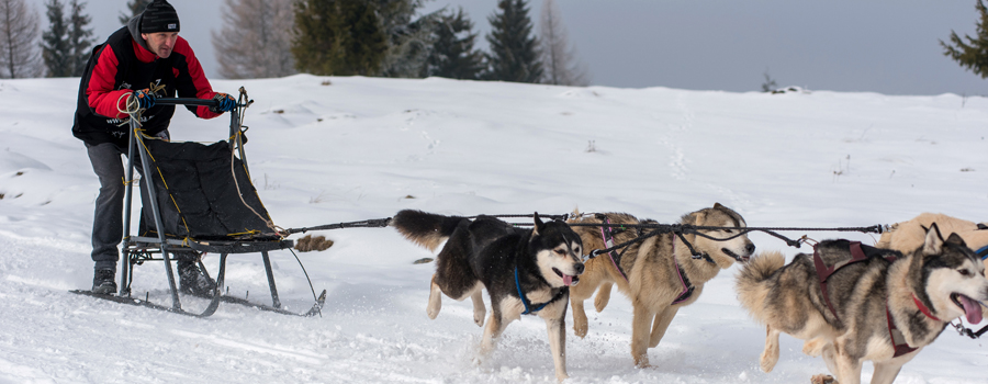 dog-sleigh