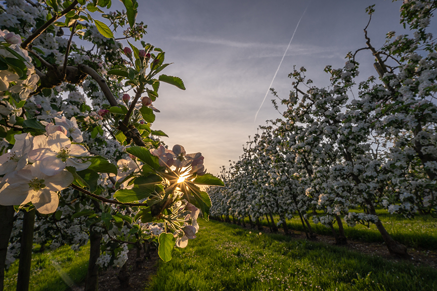 Apple Tree – Spring in Lithuania